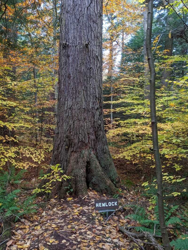 A Rare Old-Growth Forest In The Allegheny National Forest