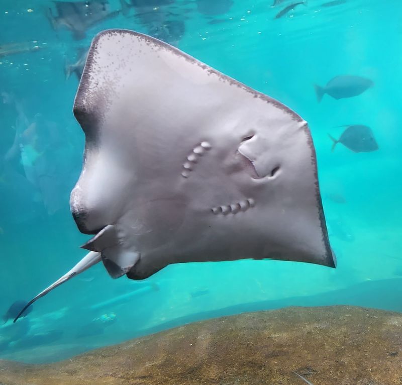 A Stingray Encounter You Will Remember A Stingray Encounter You Will Remember