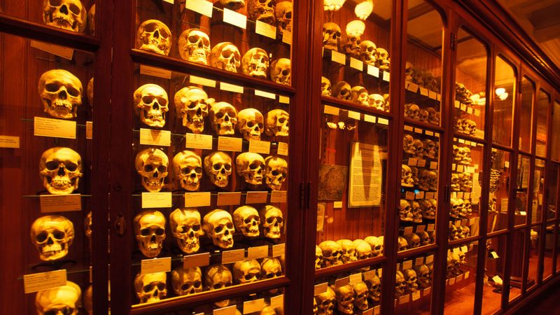 A Wall of Skulls That Tells Human Stories A Wall of Skulls That Tells Human Stories