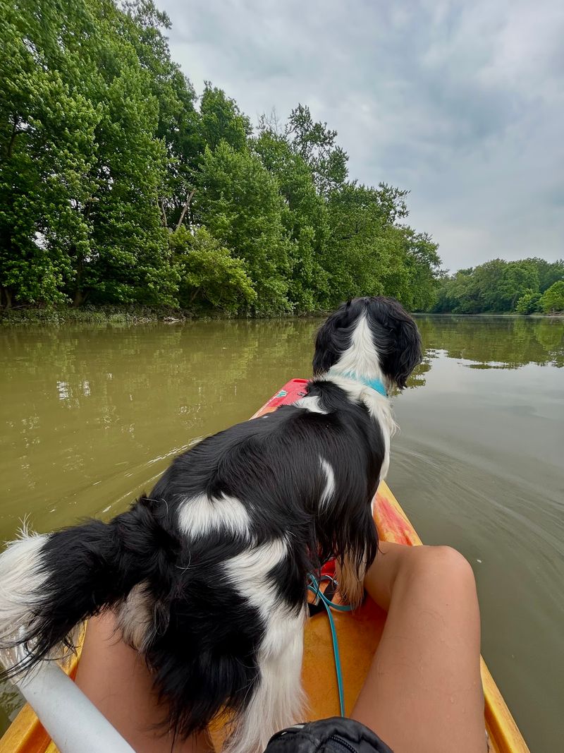 A Welcoming Pick for People Bringing Dogs