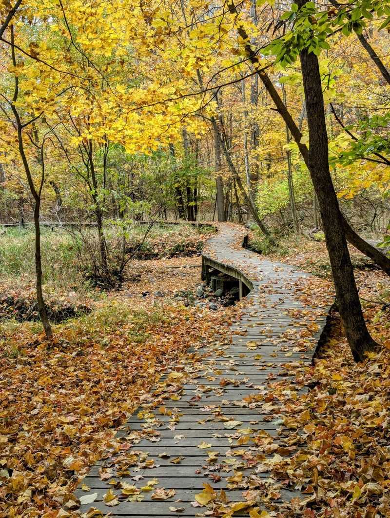 A Woodland Entrance That Changes the Pace A Woodland Entrance That Changes the Pace