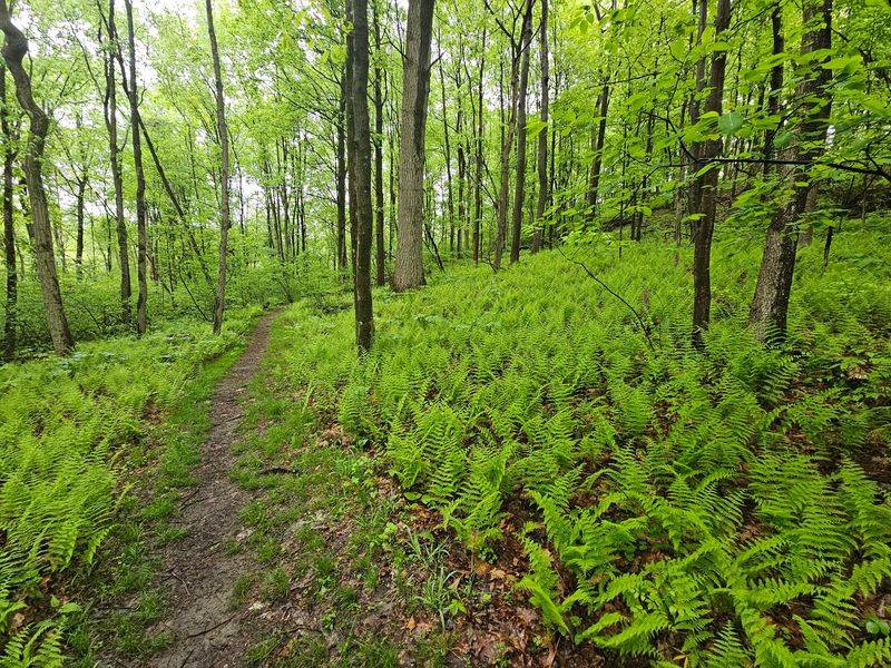 A Woodland Escape Near the City A Woodland Escape Near the City