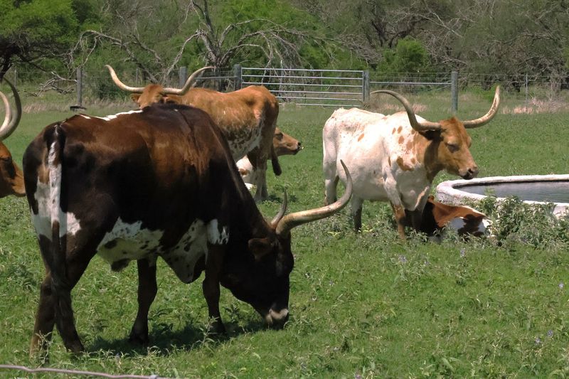 A Working Ranch That Pioneered Modern Cattle Ranching