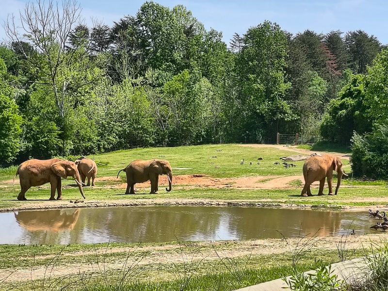 A Zoo So Big It Feels Like A Wild Adventure