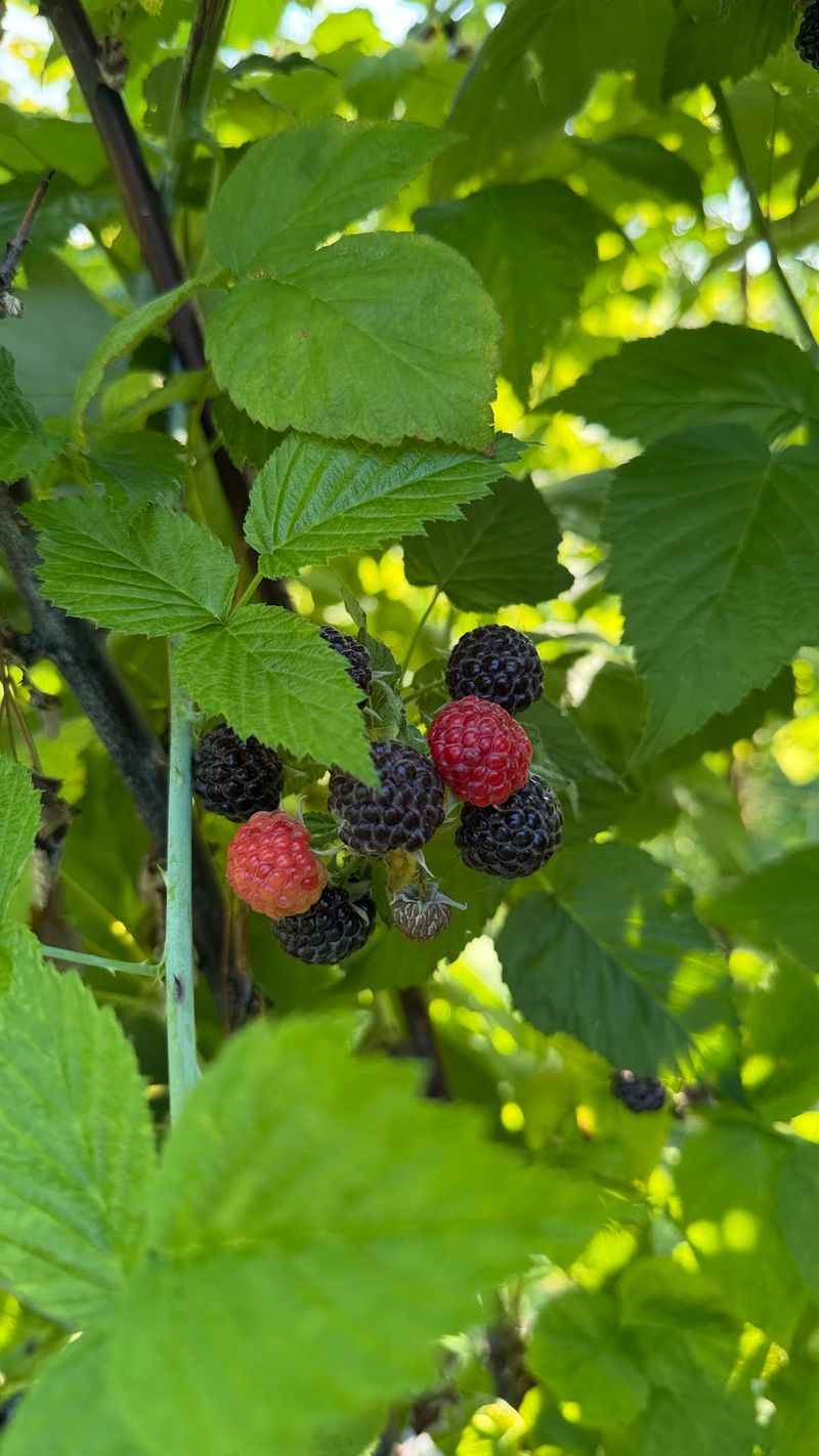 A first berry trip that turns into a tradition A first berry trip that turns into a tradition