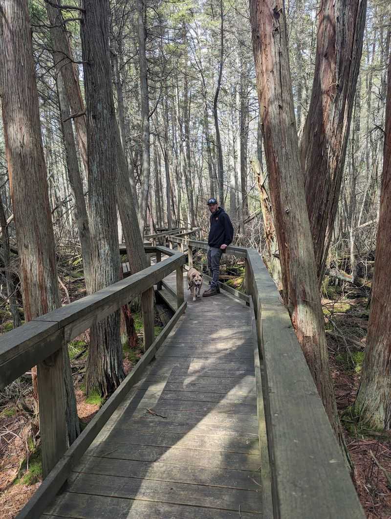 Absegami Trail - Bass River State Forest