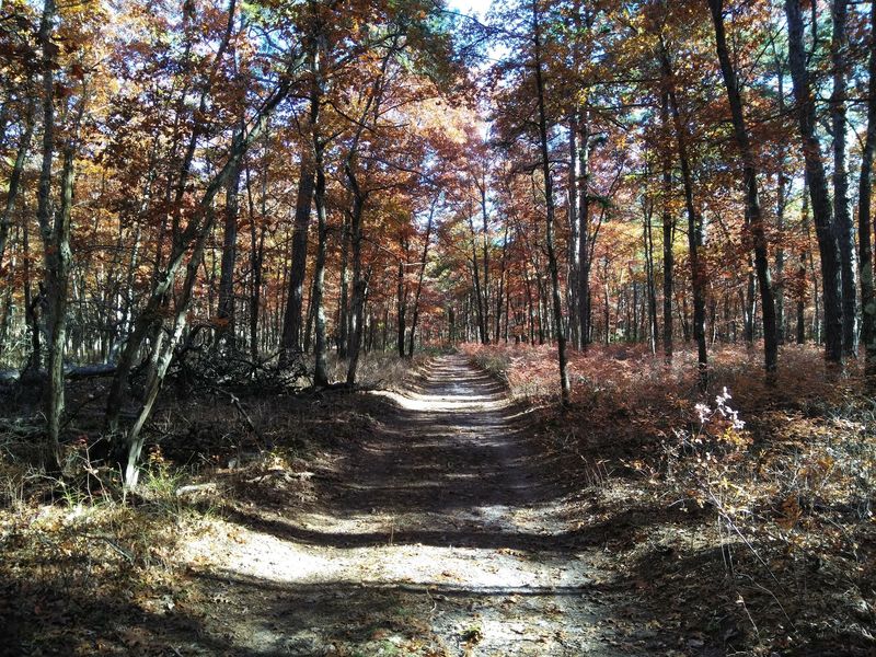 Absegami Trail at Bass River State Forest - Tuckerton