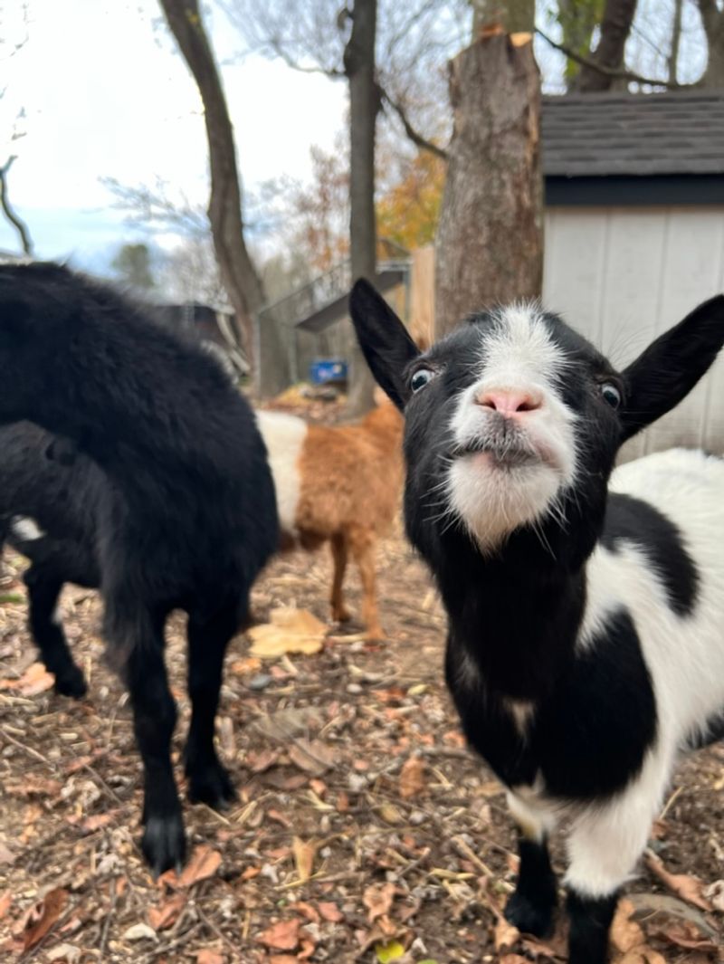Acres at Magnolia Sanctuary - Farmingdale Acres at Magnolia Sanctuary - Farmingdale