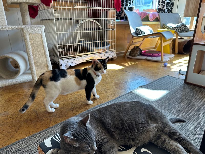 Adoptable Cats Bring Heart to Every Hour