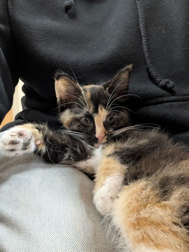 Adoption Is the Heart of the Room Adoption Is the Heart of the Room