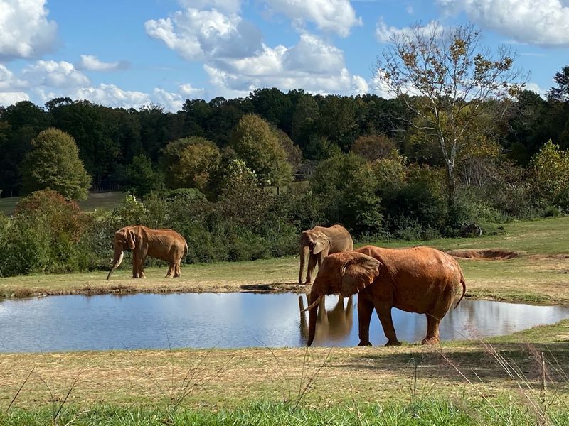 Africa Brings Some Of The Zoo's Biggest Wow Moments