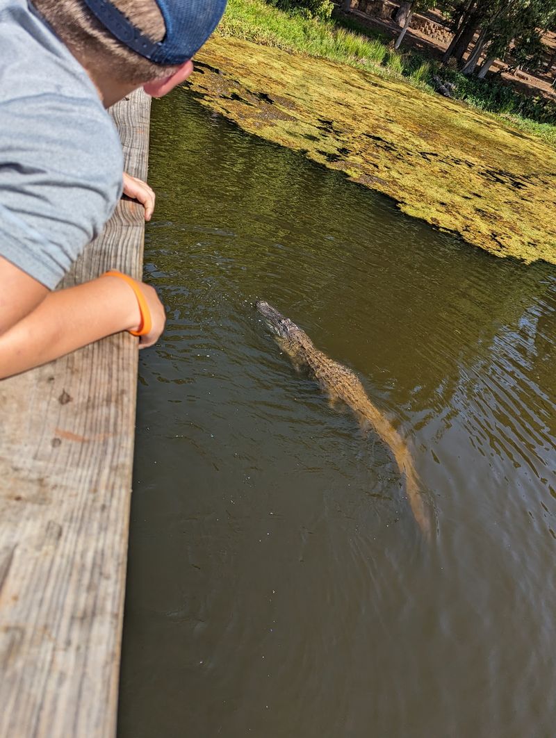 Alligator Sightings Add Excitement Without Serious Danger