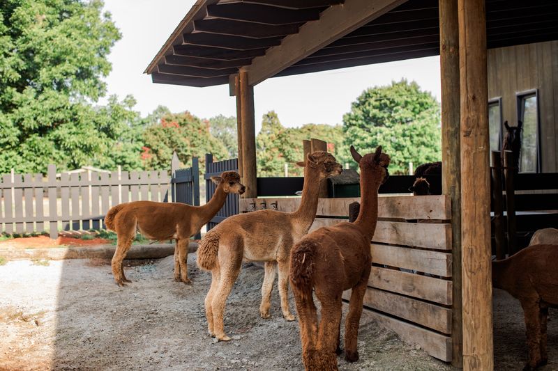 Alpacas Waiting Just Outside the Sweet Treat Zone Alpacas Waiting Just Outside the Sweet Treat Zone