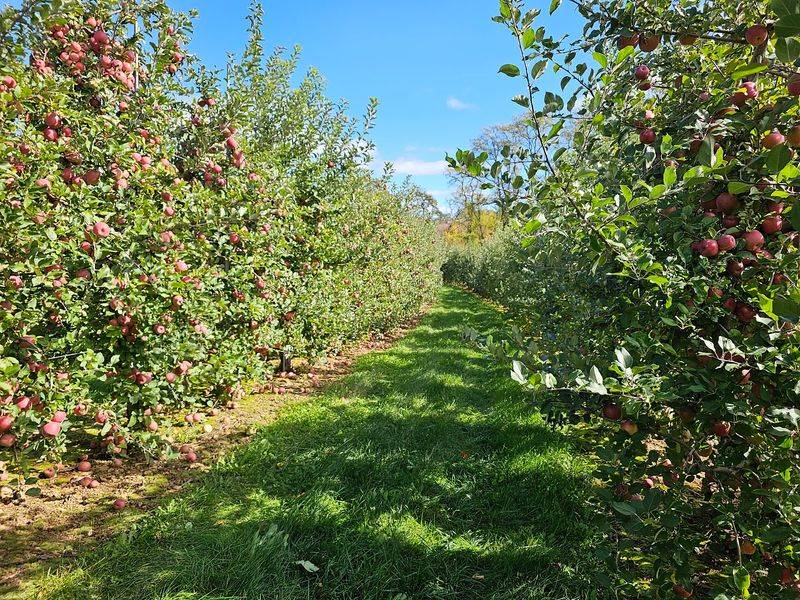 Alstede Farms Alstede Farms