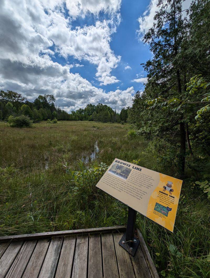 An Ancient Fen With a Story Older Than Most Parks An Ancient Fen With a Story Older Than Most Parks