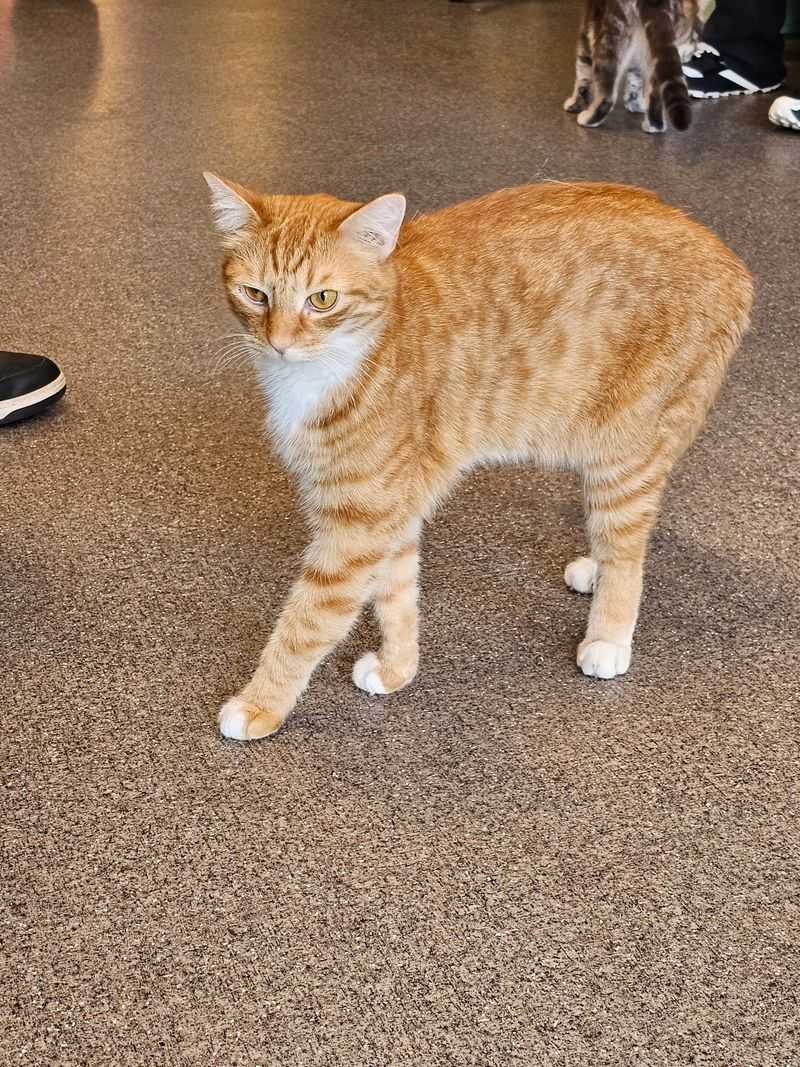 An Awesome Gift Shop with Unique Cat Items