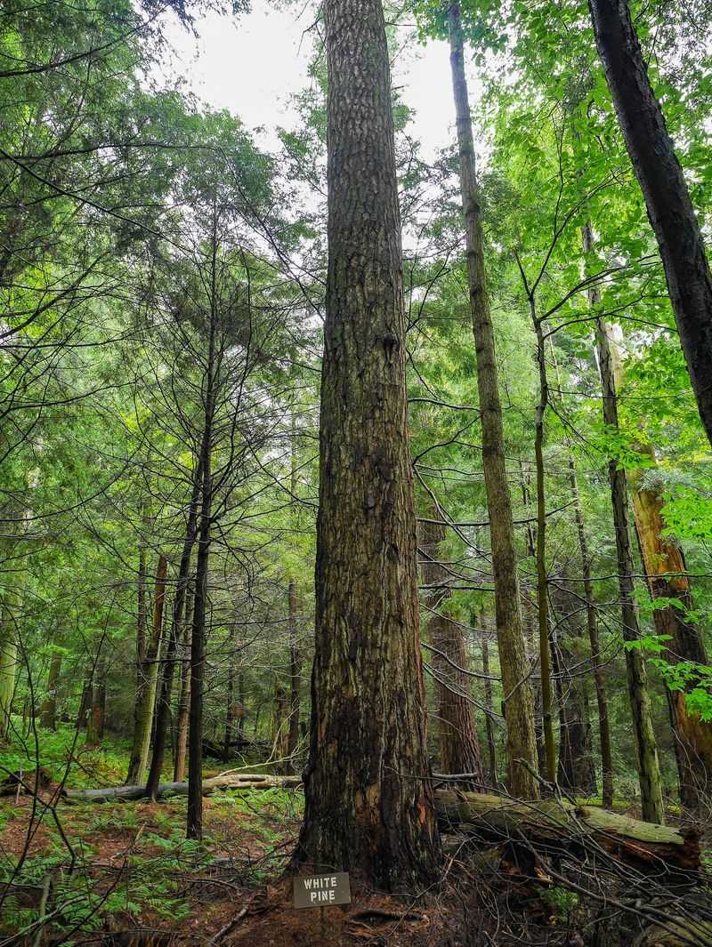 Ancient Pines That Make Time Feel Slower