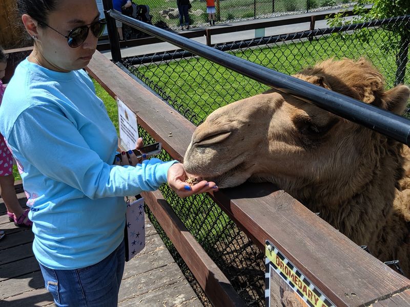 Animal Encounters That Turn A Visit Into A Memory