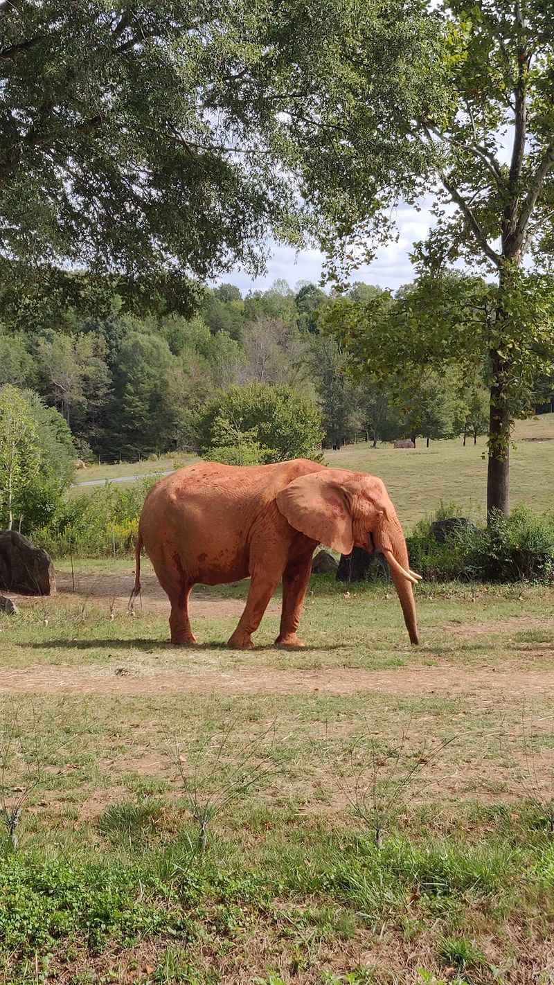 Animal Viewing Rewards Slow Visitors
