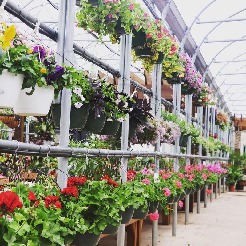 Annuals Bring Fast Color To Porches And Beds Annuals Bring Fast Color To Porches And Beds