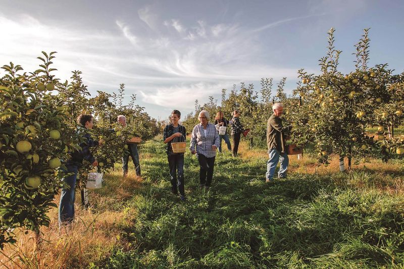 Apple Hill Orchards, Mansfield