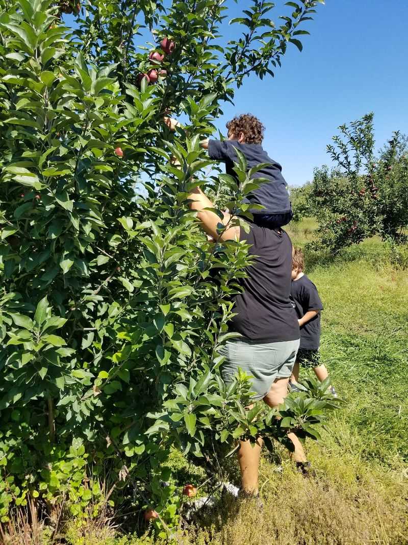 Apple Picking With Real Country Charm Apple Picking With Real Country Charm