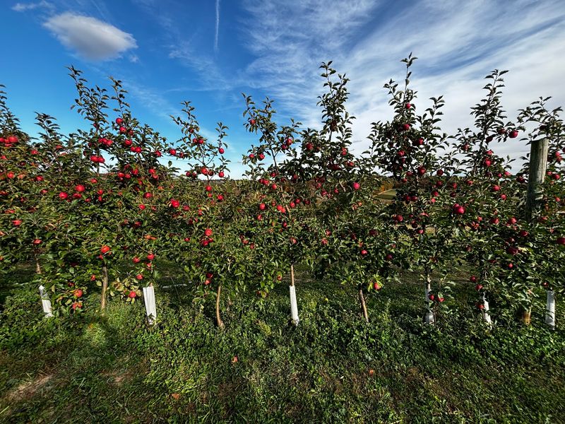 Apple Picking With Room To Wander