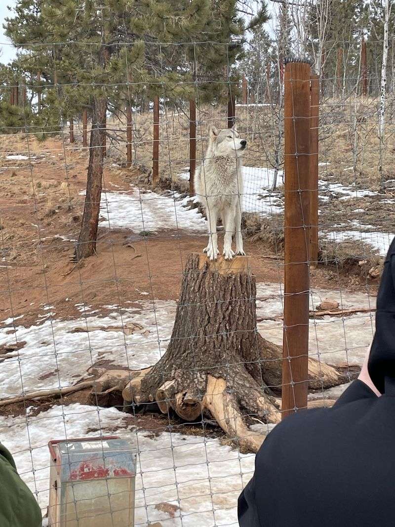 Pines, Fences, and the Sudden Sound of a Howl Pines, Fences, and the Sudden Sound of a Howl