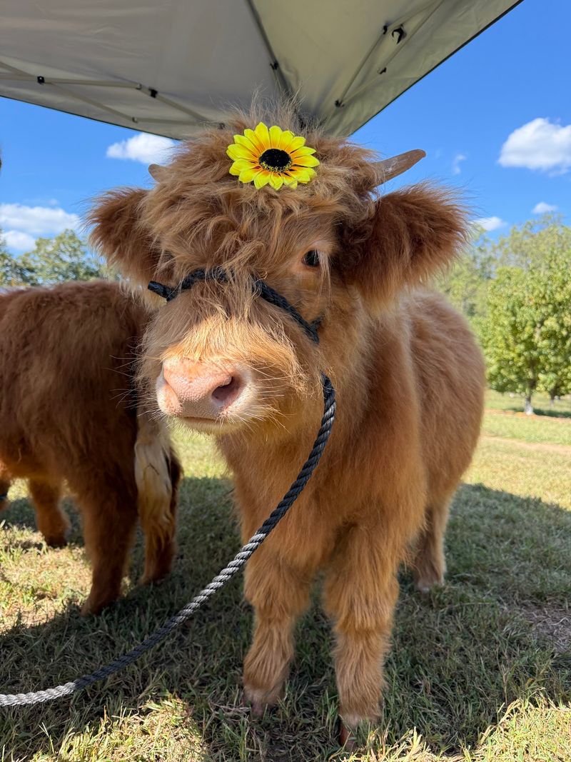 Baby Highland Cows Steal the Show