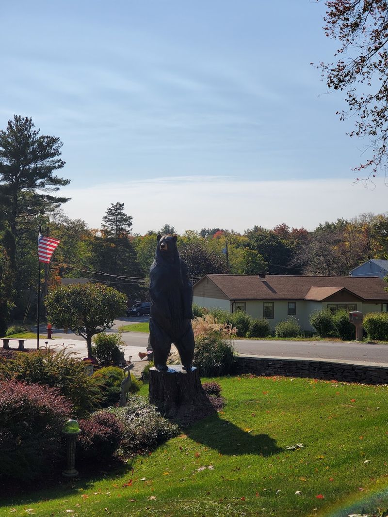 Backyard Bear Sightings Put Ulster on the Map