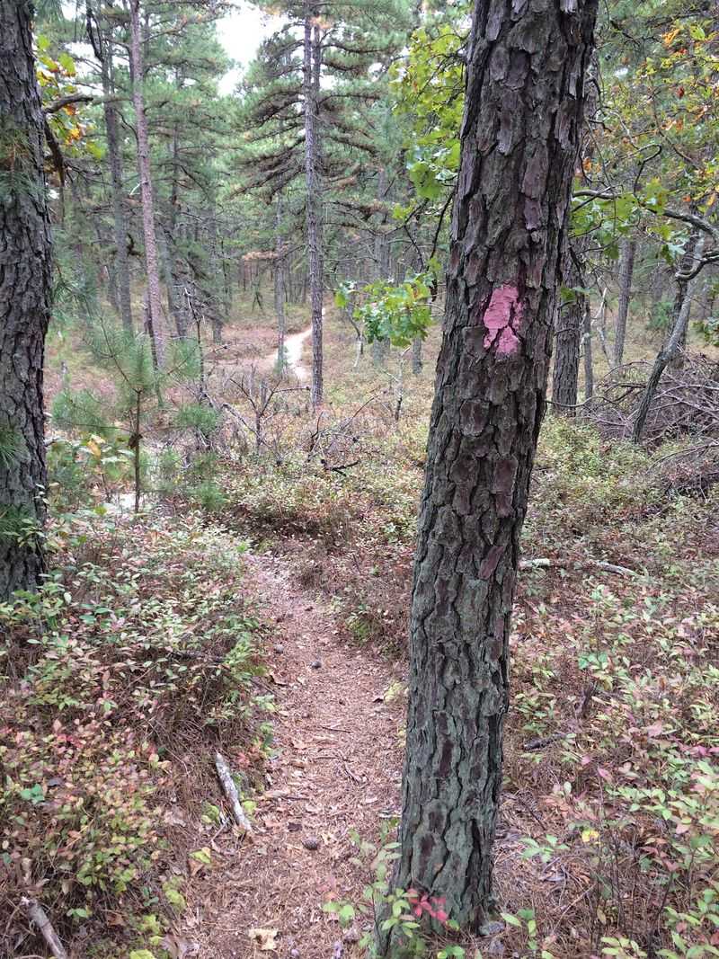 Batona Trail - Martha’s Furnace Ruins, Wharton State Forest