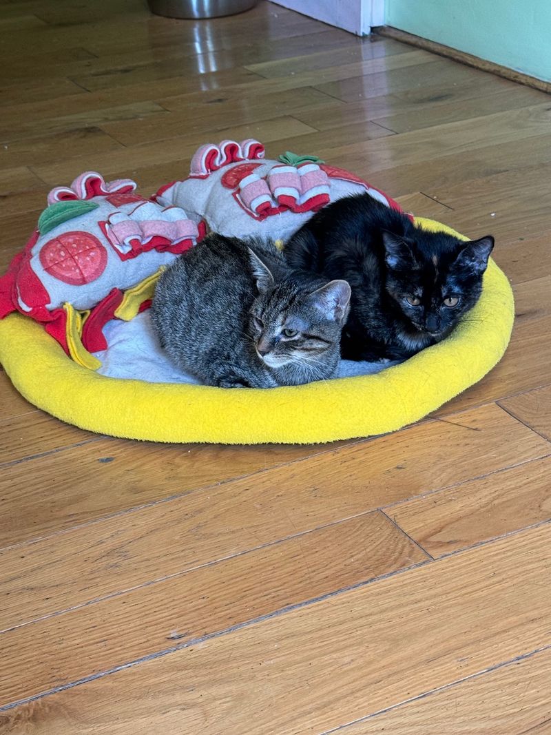 Beans Cat Cafe - 11 Church St, New Paltz, NY 12561
