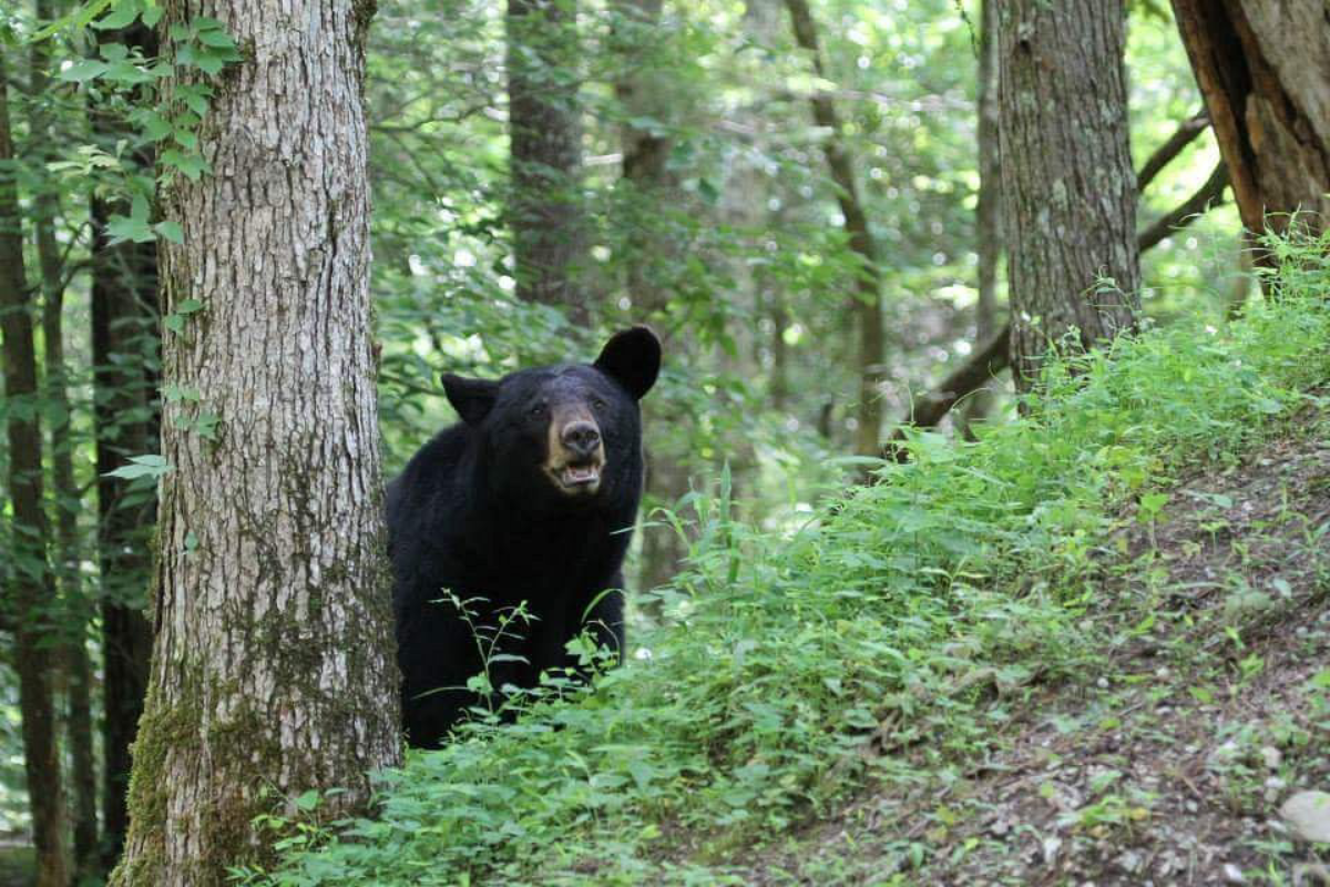 Bear Alert: These Tennessee Towns Have Had Black Bear Sightings in 2026