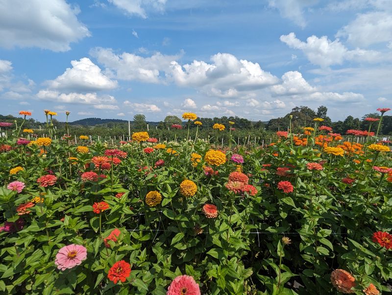 Beautiful fields that slow you down Beautiful fields that slow you down