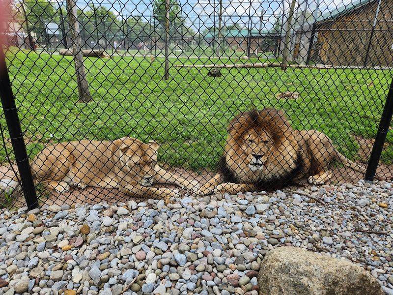 Big Cats, Bears, And Standout Wildlife Around Every Corner