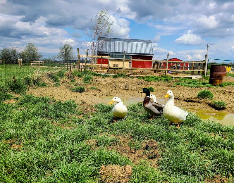 Birds And Smaller Animals Reward Close Attention Birds And Smaller Animals Reward Close Attention