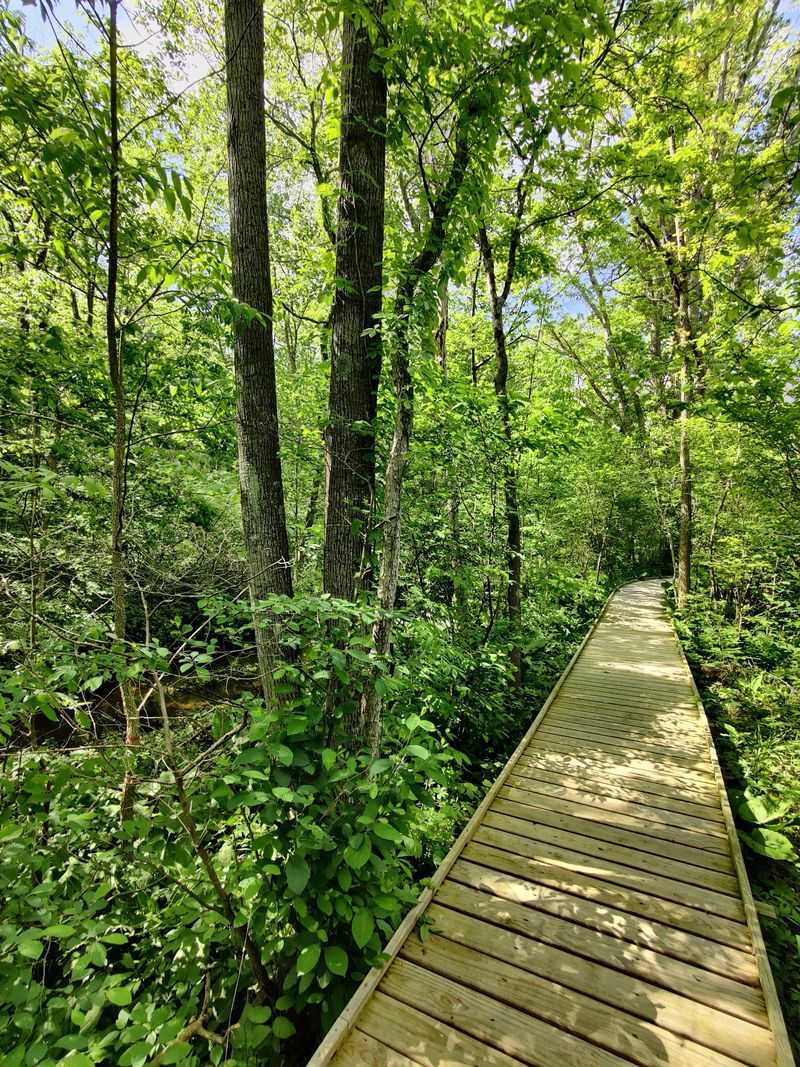 Birdsong, Frogs, and Dragonflies Make the Quiet Feel Alive Birdsong, Frogs, and Dragonflies Make the Quiet Feel Alive