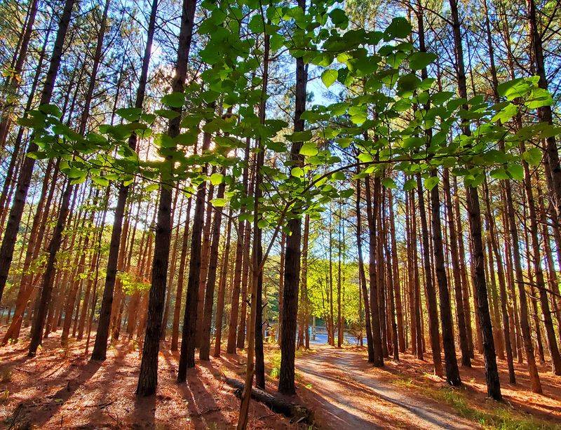 Blue Trail - Maurice River Bluffs Preserve Blue Trail - Maurice River Bluffs Preserve