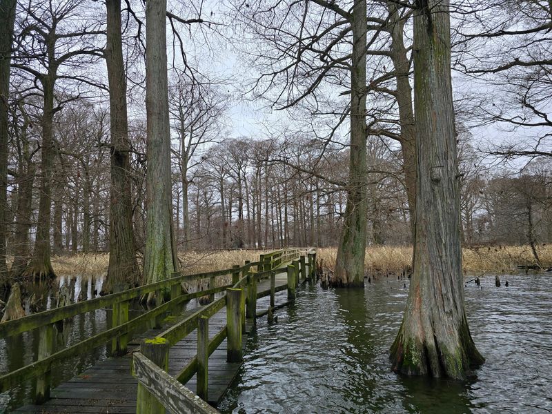Boardwalks, Cypress Trees, and Swampy Water Create Perfect Snake Habitat
