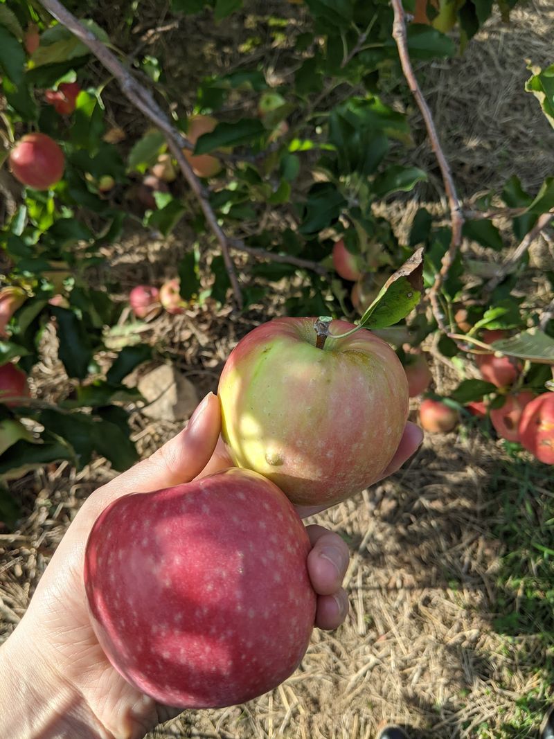 Buffalo Trail Orchard, Greeneville Buffalo Trail Orchard, Greeneville