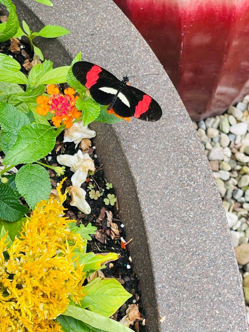 Butterflies Add A Peaceful Pause