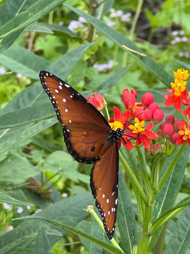 Butterfly Garden and Nature Trails Butterfly Garden and Nature Trails