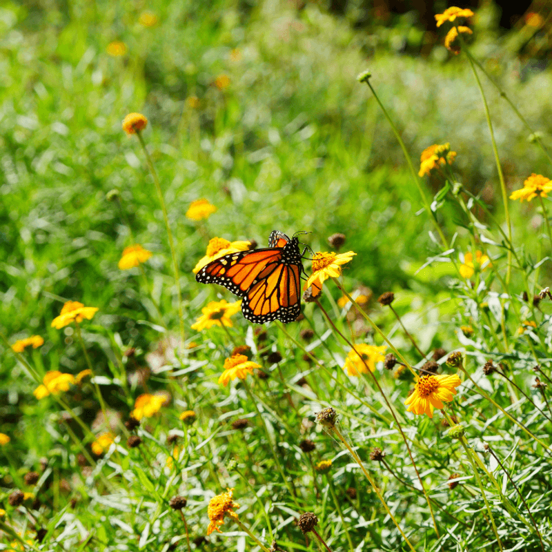Butterfly Gardens That Rival the Bird Watching Butterfly Gardens That Rival the Bird Watching