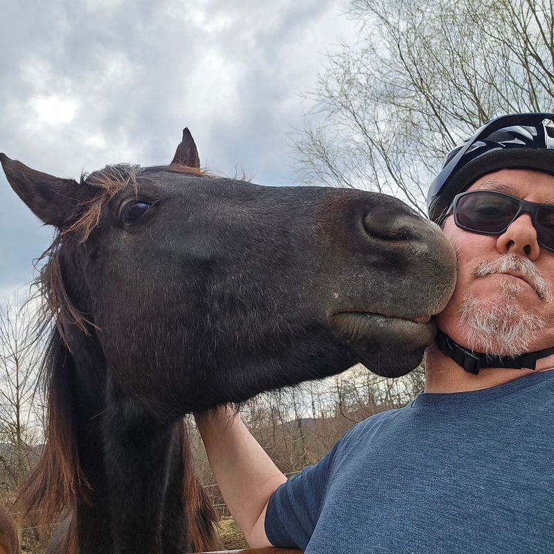 Calm Clydesdales Make the Experience Surprisingly Friendly for Beginners