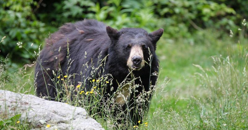 Catskill Park Edges Bring Wildlife Close