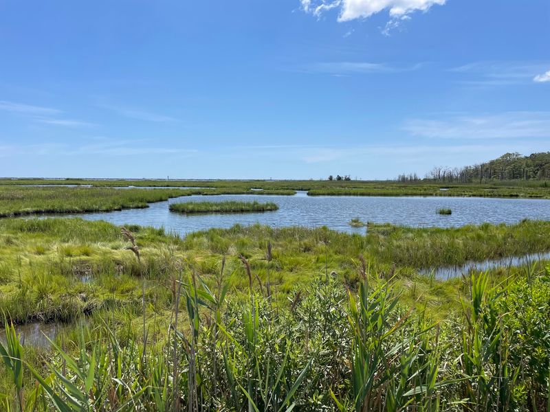 Cattus Island County Park - Toms River Cattus Island County Park - Toms River