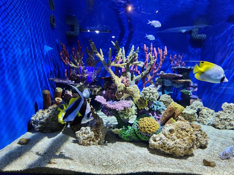 Clean Tanks And Clear Views Keep Kids Interested
