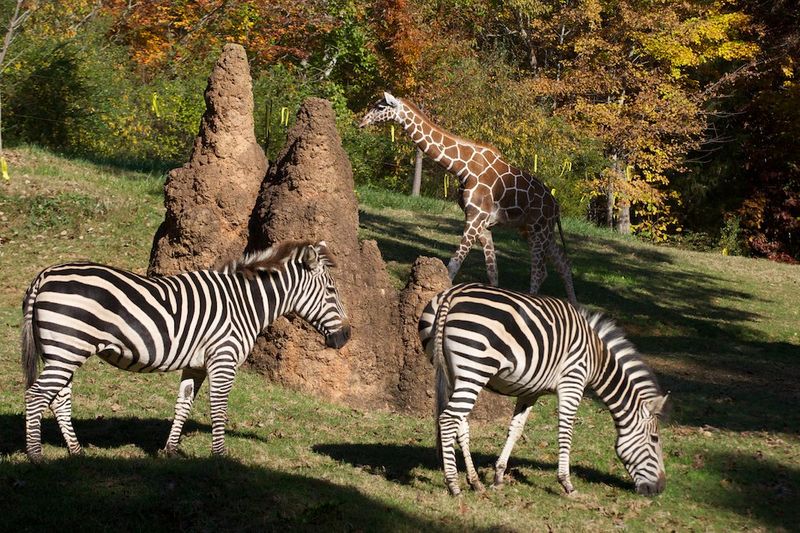 Conservation Gives The Visit Meaning