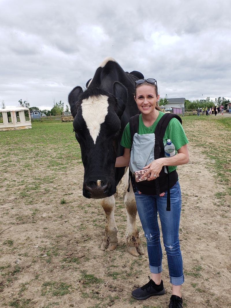 Cows Here Win People Over Fast Cows Here Win People Over Fast