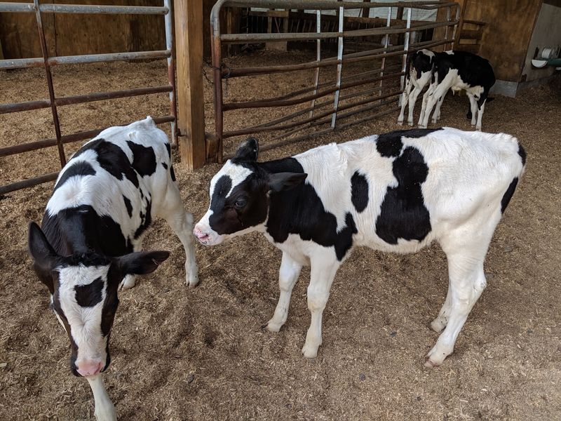 Cows That Make The Visit Feel Like A Real Farm Stop